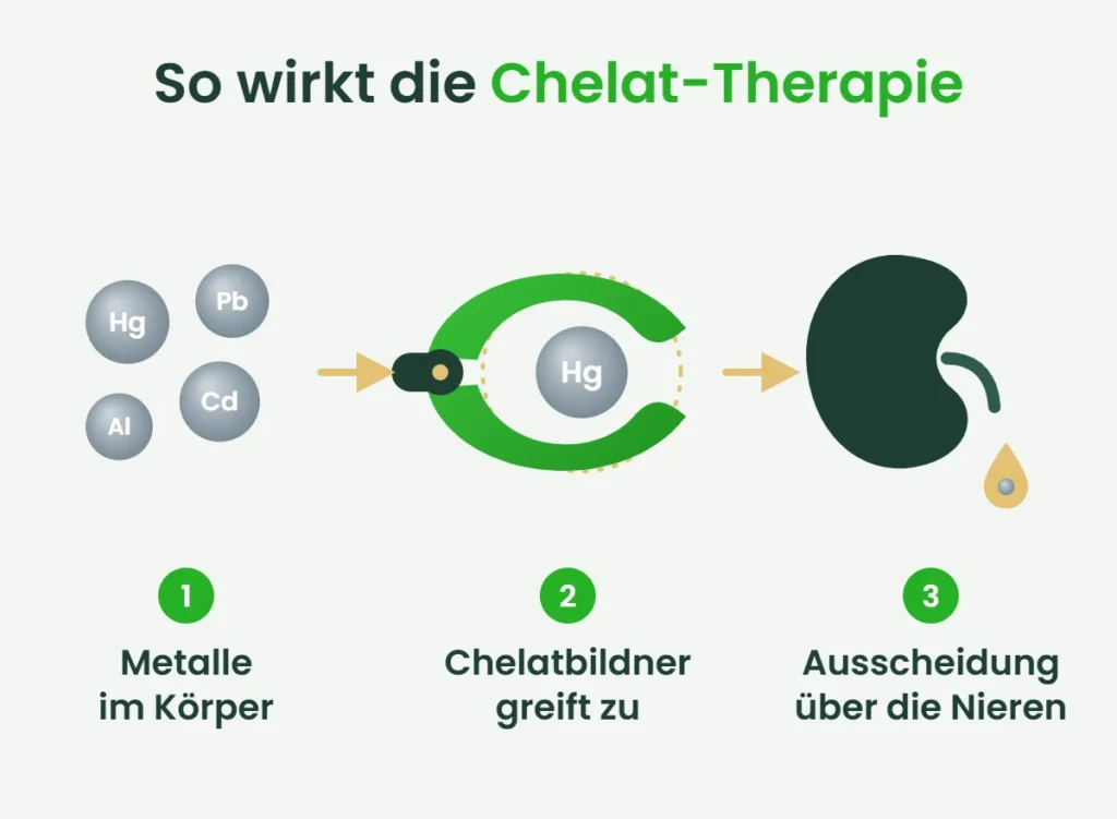 Grafik: So wirkt die Chelat-Therapie in drei Schritten